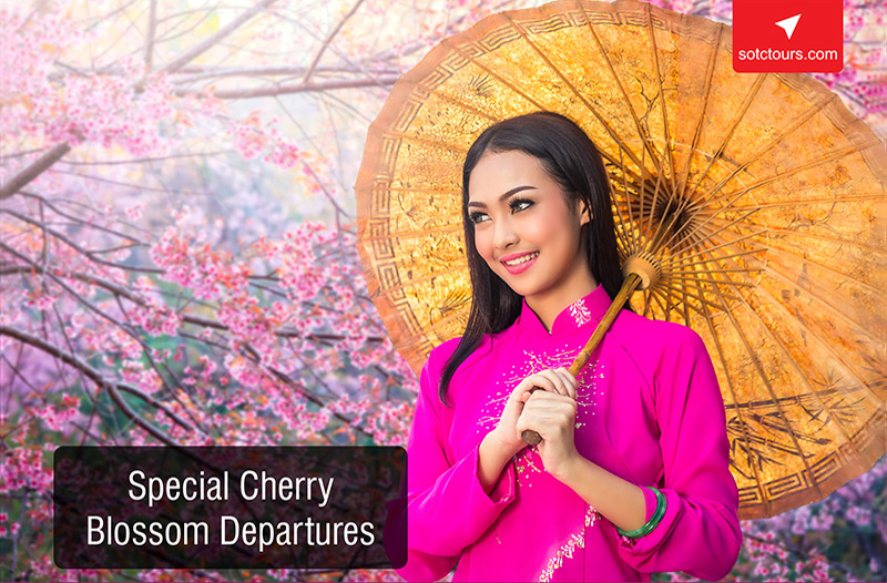 Cherry Blossom Tour