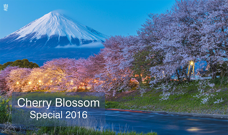 Cherry Blossom Special 2016