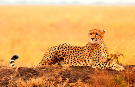 Kenya-Masai-Mara-1